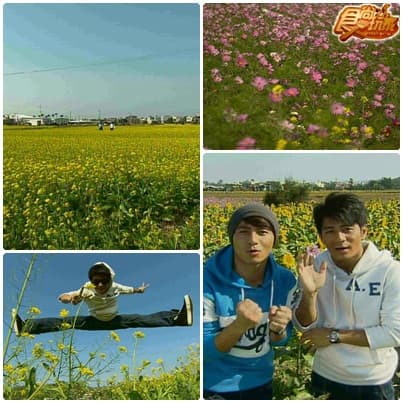 苗栗 苑裡賞花 吃好料之旅 苗栗 苑裡賞花 吃好料之旅