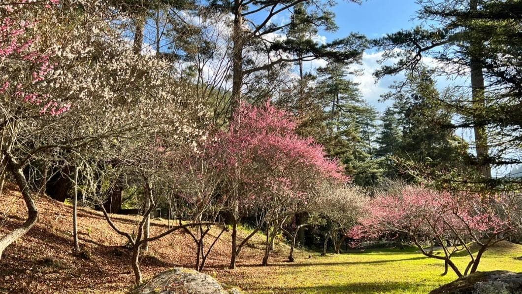 梅花季賞花景點一次看。(圖/翻攝自武陵農場 臉書) 梅花季賞花景點一次看。(圖/翻攝自武陵農場 臉書)