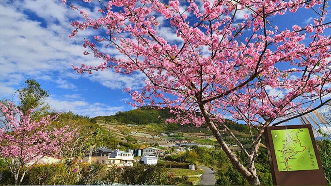 阿里山櫻花、雲海與日出等並稱5大奇景。(圖/翻攝自阿里山國家風景區 官網) 阿里山櫻花、雲海與日出等並稱5大奇景。(圖/翻攝自阿里山國家風景區 官網)