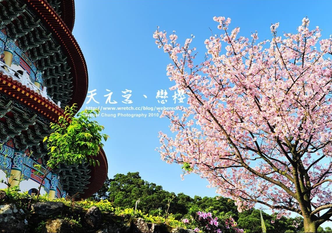 天元宮能夠欣賞到兩種櫻花,1至2月中旬的「三色櫻」,可以看到粉色、白色、桃紅的櫻花;3月中旬至4月底則是吉野櫻。(圖/淡水天元宮花況報導臉書) 天元宮能夠欣賞到兩種櫻花,1至2月中旬的「三色櫻」,可以看到粉色、白色、桃紅的櫻花;3月中旬至4月底則是吉野櫻。(圖/淡水天元宮花況報導臉書)