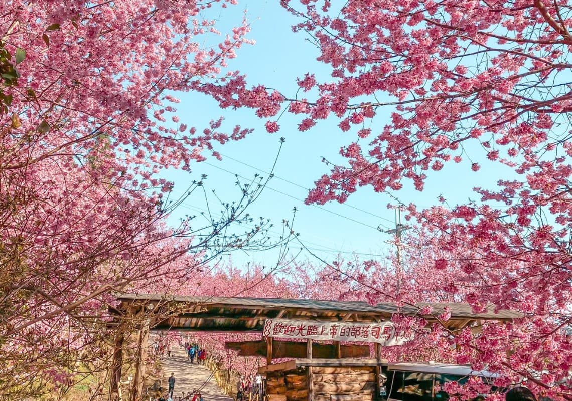 每年2月至3月,司馬庫斯部落都可以看見大片美麗的櫻花林。(圖/司馬庫斯臉書) 每年2月至3月,司馬庫斯部落都可以看見大片美麗的櫻花林。(圖/司馬庫斯臉書)