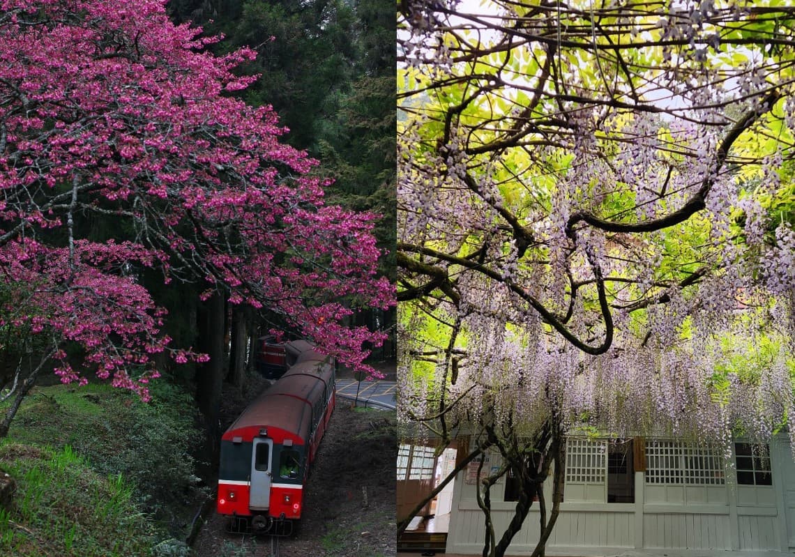 除了櫻花外,春天阿里山也有紫藤花,盛開成一片浪漫的紫藤瀑布,3至4月還可以看見杜鵑花、一葉蘭、垂絲海棠。(圖/阿里山國家森林遊樂區臉書) 除了櫻花外,春天阿里山也有紫藤花,盛開成一片浪漫的紫藤瀑布,3至4月還可以看見杜鵑花、一葉蘭、垂絲海棠。(圖/阿里山國家森林遊樂區臉書)