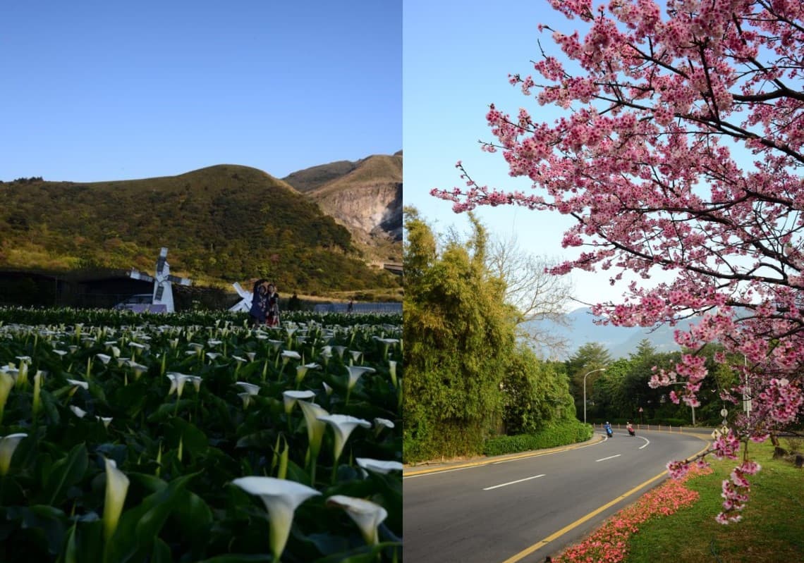 2月、3月在陽明公園、前山公園、平菁街42巷等,可以看見一整片如夢似幻的粉紅美景。(圖/陽明山國家公園臉書) 2月、3月在陽明公園、前山公園、平菁街42巷等,可以看見一整片如夢似幻的粉紅美景。(圖/陽明山國家公園臉書)