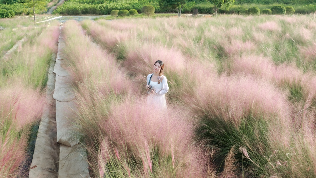 秋季限定浪漫花海!消失5年粉紅網美草回歸,加碼紅橋白浪夢幻九月雪