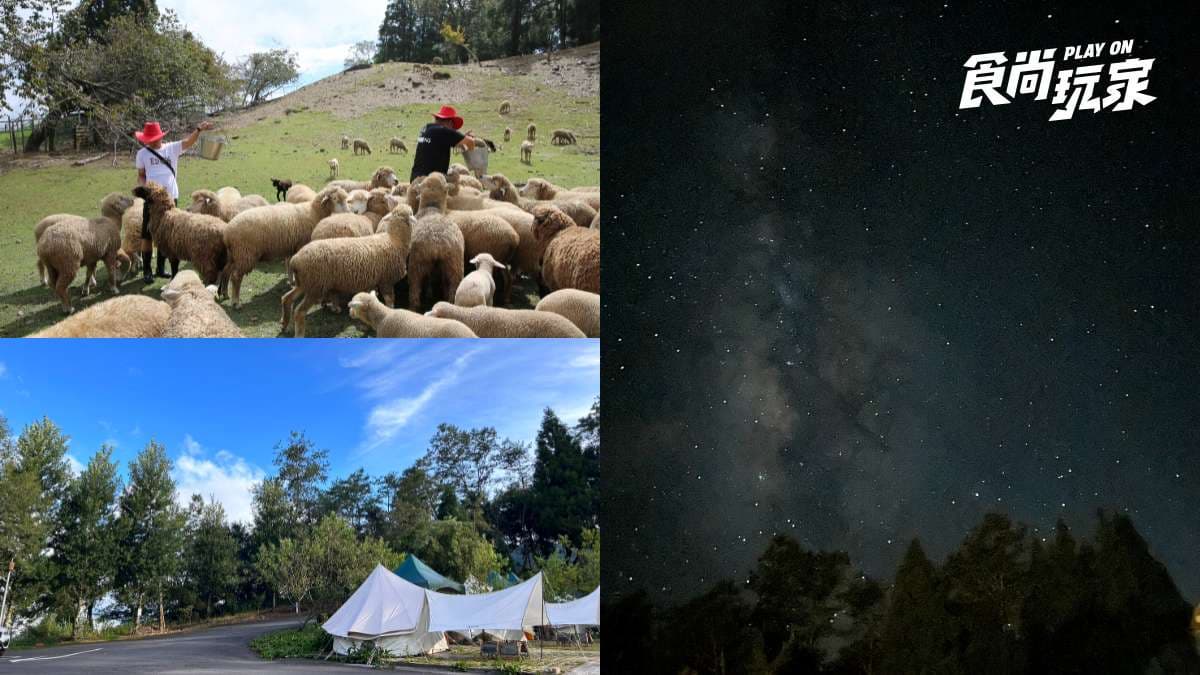 雙十連假清境這樣玩!「半日牧羊人」近距離餵羊,暗空公園、露營看銀河星空