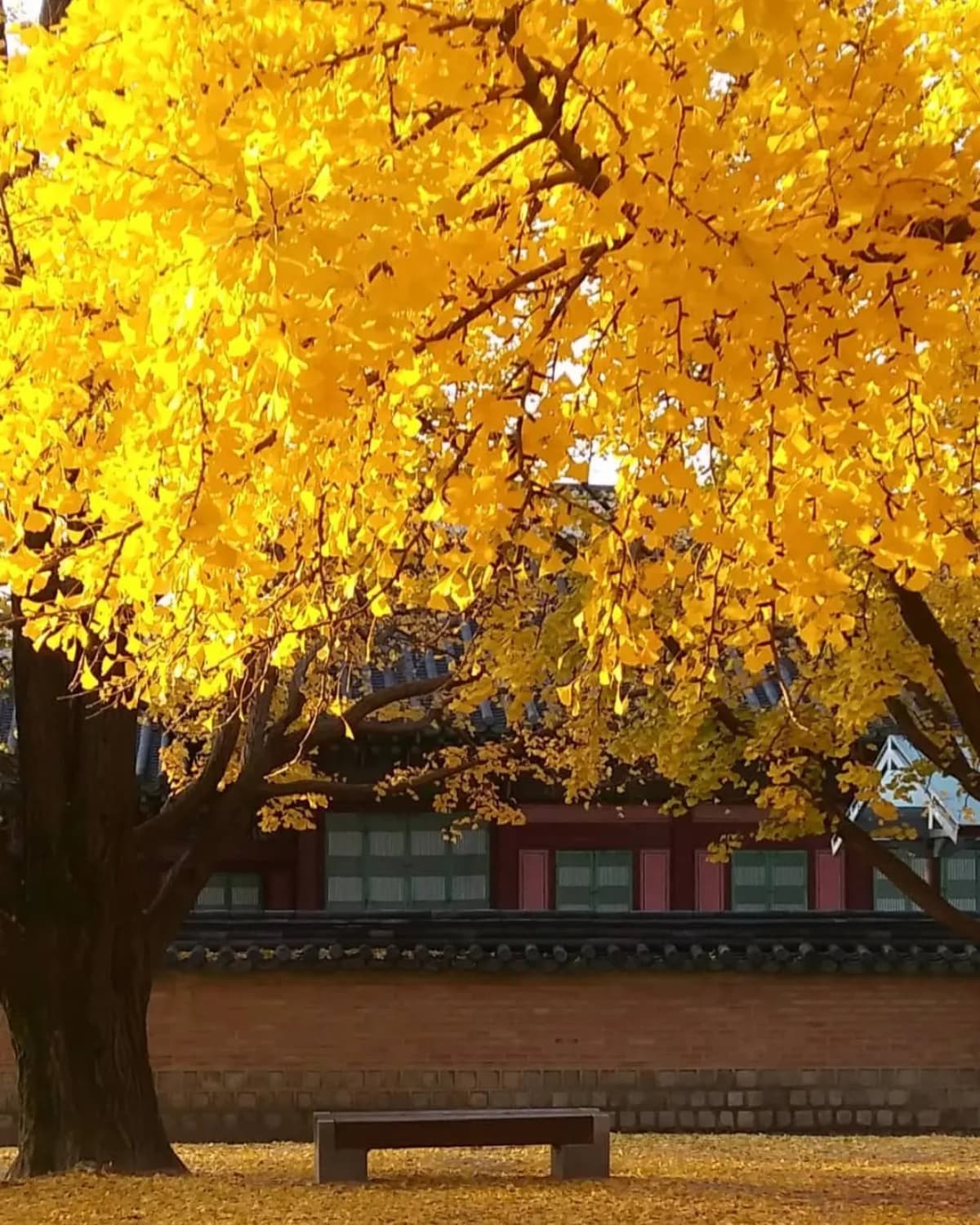 秋季限定金色美景!韓國12大銀杏祕境:上千棵銀杏海、200年古樹、纜車賞秋 秋季限定金色美景!韓國12大銀杏祕境:上千棵銀杏海、200年古樹、纜車賞秋