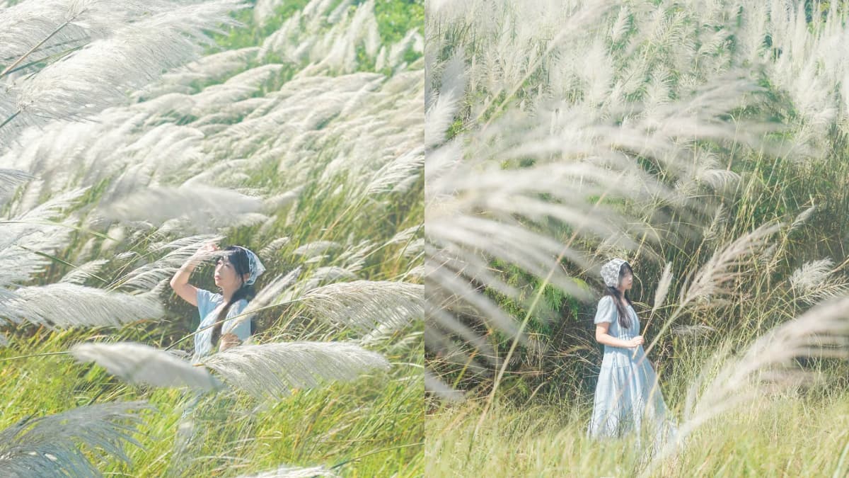 高雄隱藏版「秋雪祕境」免費拍!溪畔甜根子草盛開,順遊旗山老街、逛新景點