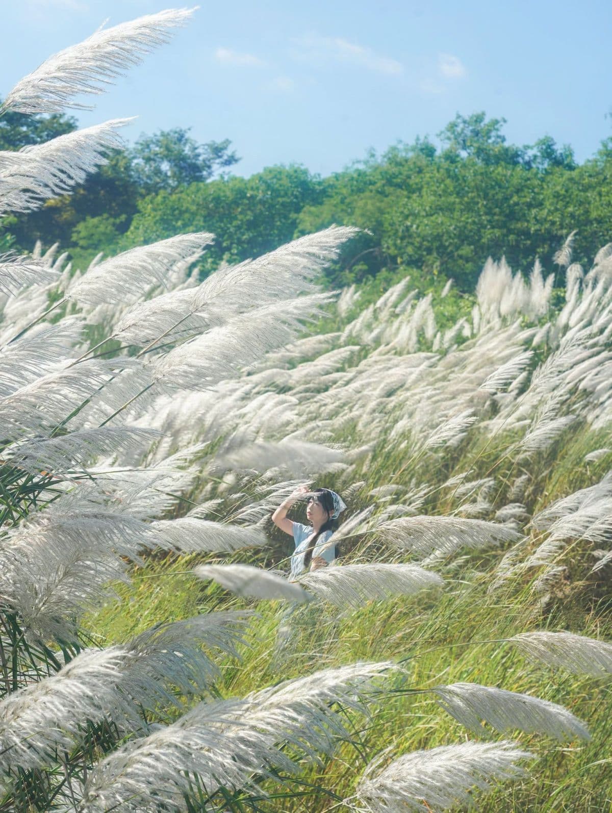 高雄隱藏版「秋雪祕境」免費拍!溪畔甜根子草盛開,順遊旗山老街、逛新景點 高雄隱藏版「秋雪祕境」免費拍!溪畔甜根子草盛開,順遊旗山老街、逛新景點