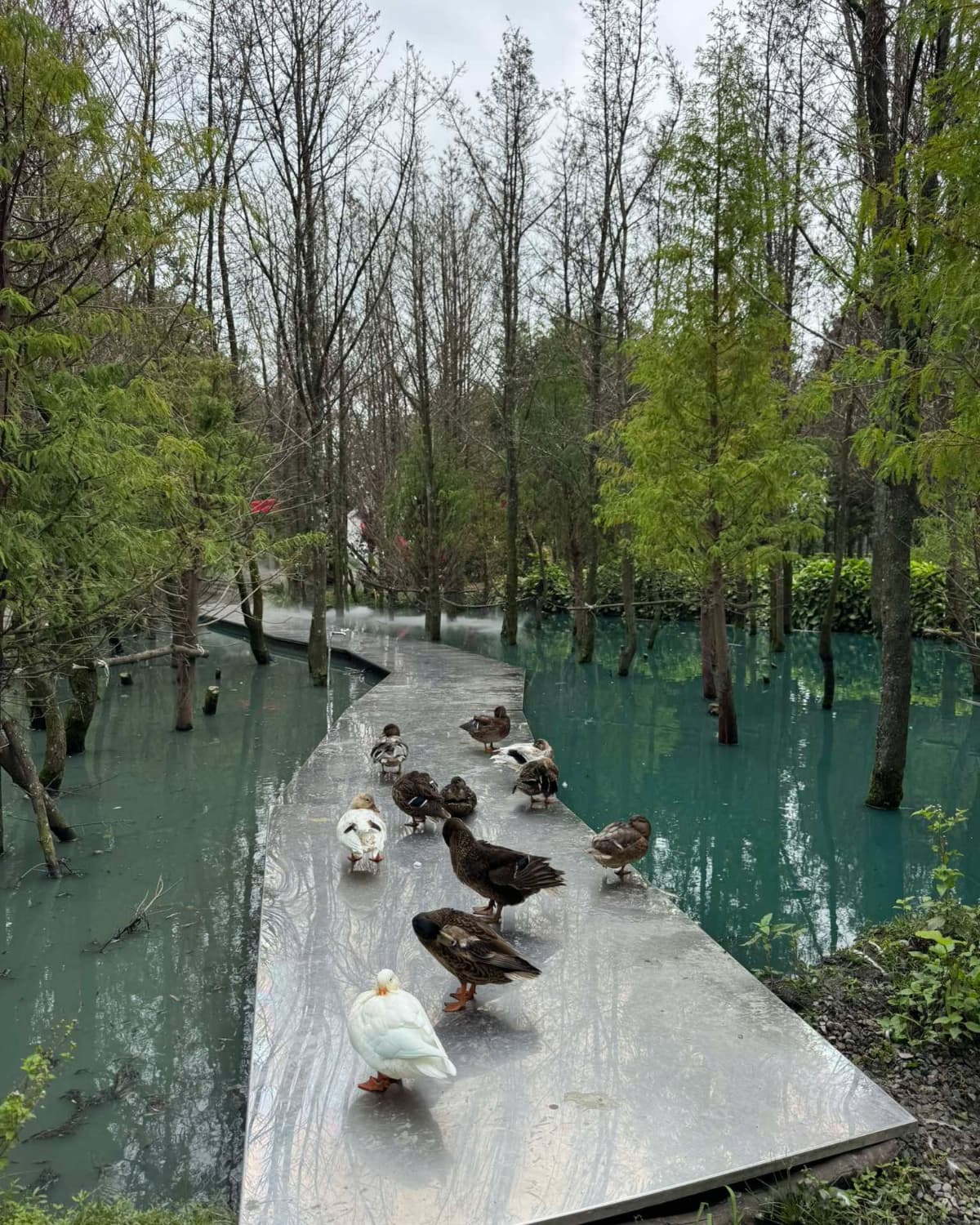 與動物「零距離」的夢幻秘境!碧綠湖泊划透明小船,看梅花鹿涉水、餵水豚君 與動物「零距離」的夢幻秘境!碧綠湖泊划透明小船,看梅花鹿涉水、餵水豚君