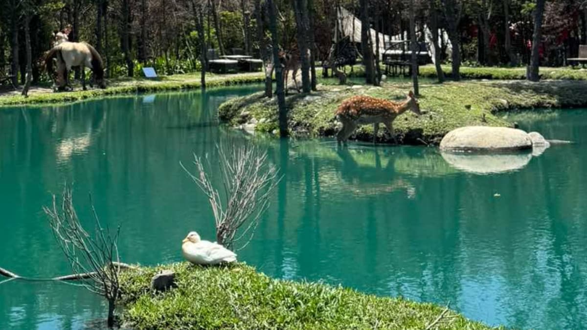 與動物「零距離」的夢幻秘境!碧綠湖泊划透明小船,看梅花鹿涉水、餵水豚君 與動物「零距離」的夢幻秘境!碧綠湖泊划透明小船,看梅花鹿涉水、餵水豚君