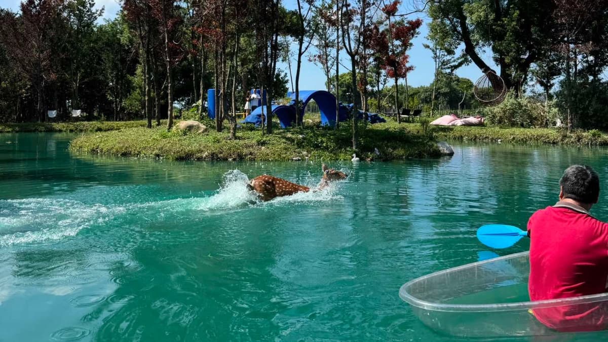 與動物「零距離」的夢幻秘境!碧綠湖泊划透明小船,看梅花鹿涉水、餵水豚君 與動物「零距離」的夢幻秘境!碧綠湖泊划透明小船,看梅花鹿涉水、餵水豚君