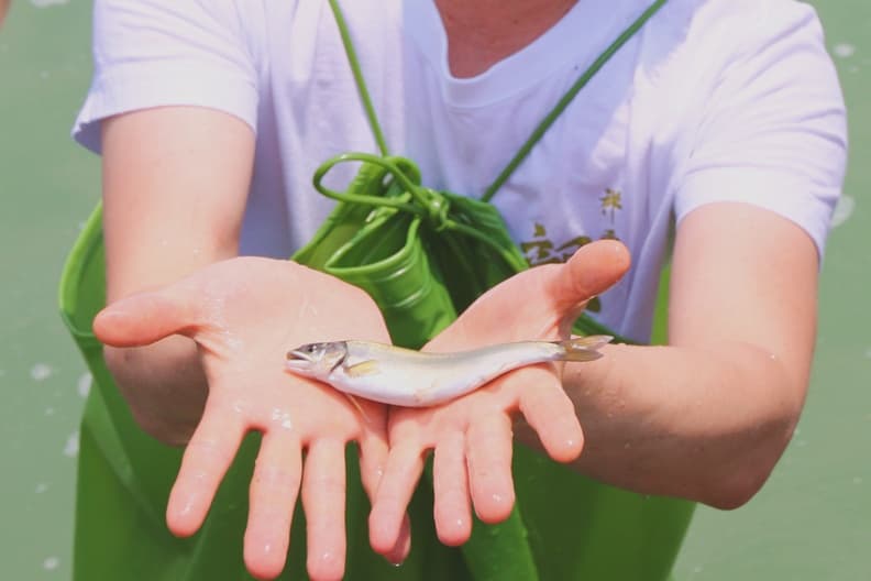 米其林星級烤香魚 指定要這家養出來的魚 (有片) IMG_7643.JPG