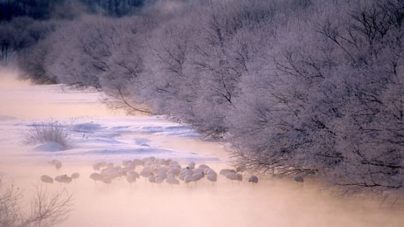 秋天追丹頂鶴,相約北海道鶴居村
