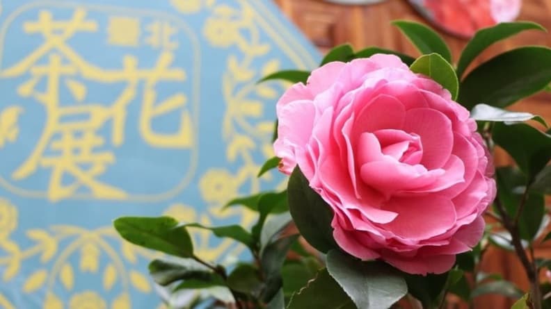 茶花開了!10天限定數千棵優雅爭豔