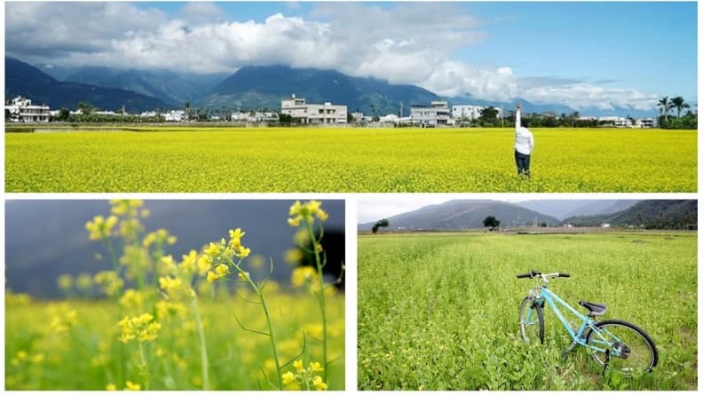 周休二日衝這裡!油菜花海盛況直擊