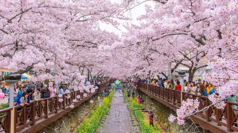 韓國賞櫻秘境!10大景點開花預測