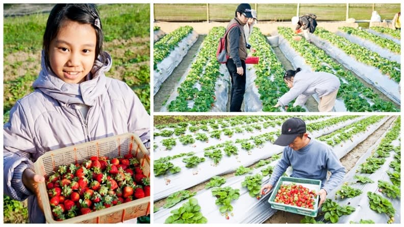 想吃草莓自己採!台北「內湖草莓季」夢幻登場
