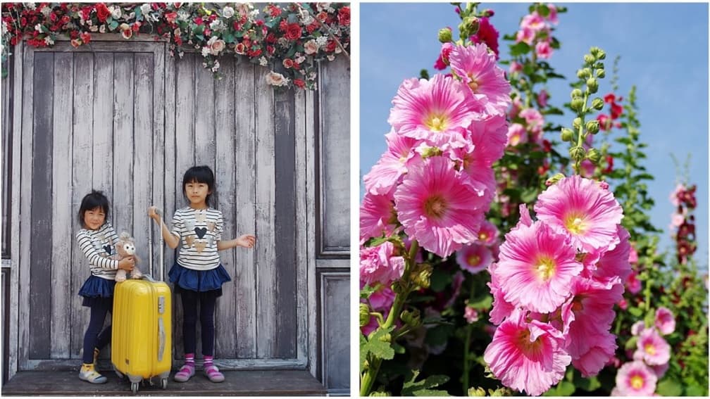【春假怎麼玩】比人還高!夢幻「蜀葵花海」成熱門打卡點