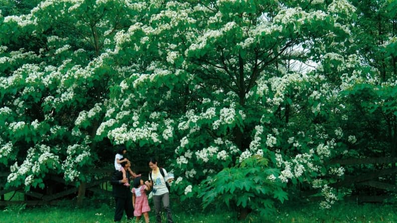 親子指定行程「2公里桐花走廊」!奇幻女神木、瀑布祕境、巨佛公園、臉譜彩繪