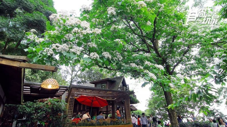 打鹿坑賞桐2日遊!走礦場纜車道、吃網友大推蘿蔔糕、聽「花和尚」叫聲、賞百年桐花樹王