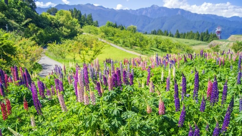 粉紫冰棒花開滿谷!超美「魯冰花」盛開5月底前賞一波!