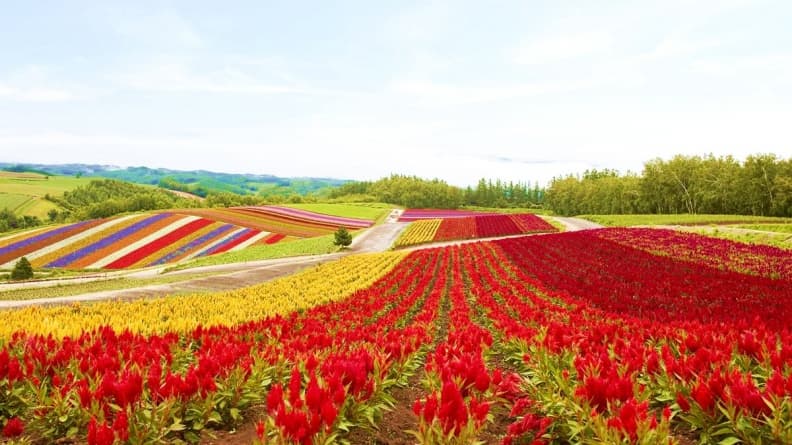 夏天玩北海道「彩虹花田」 最內行!這3處「無料景點」根本像仙境