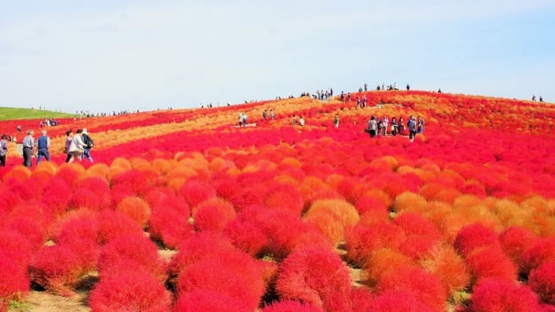 卡哇依捏!圓滾滾「掃帚草花海」3萬棵紅色球海好療癒