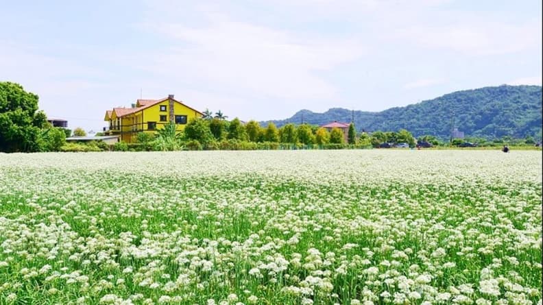 「九月雪」韭菜花大爆發!「大溪」這3處花海最好拍