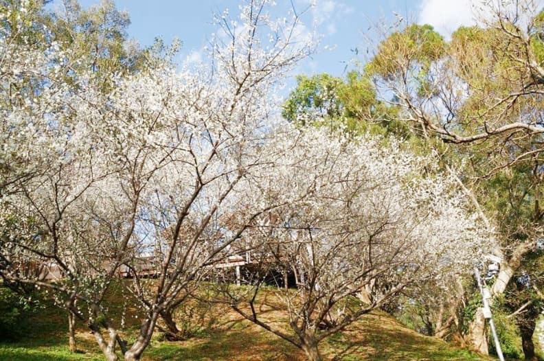 雪白超夢幻!全台5大「梅花祕境」期間限定雪國奇景