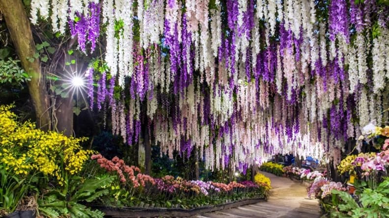 隱藏打卡點!35公尺「紫藤花隧道」採草莓、泡溫泉玩整天都不膩