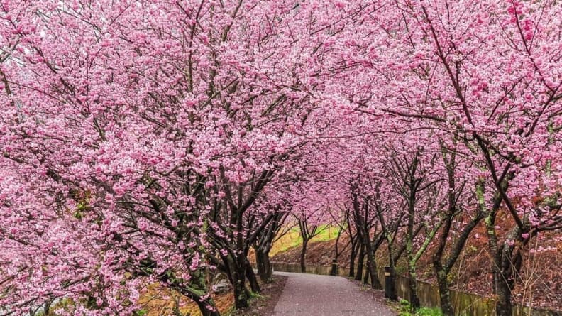 武陵農場櫻花季登場!進入園區「人數總量、交通管制」查好專車再出發