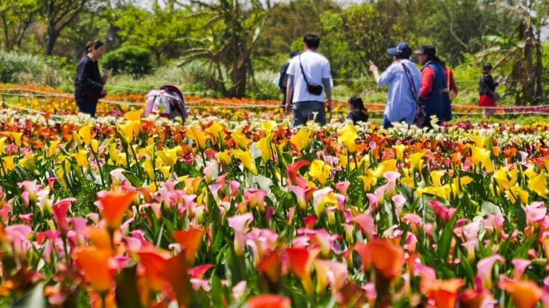 8萬株彩色花海!2019「桃園彩色海芋季」初春最強賞花景點