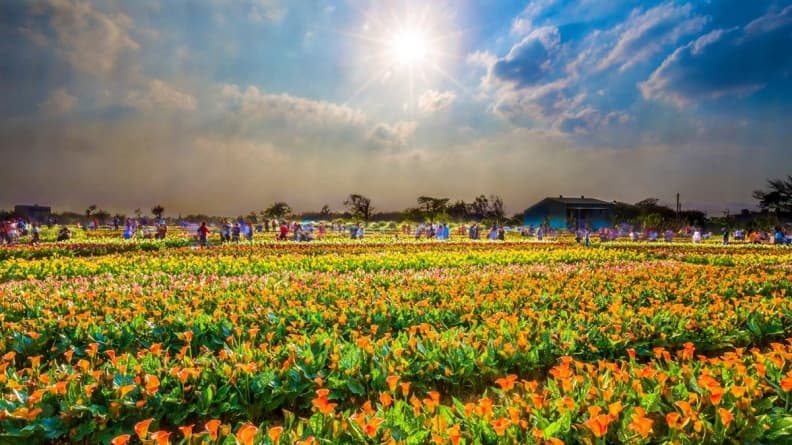 天氣快轉晴!2019「桃園彩色海芋季」23萬株花海,為期18天賞花景點