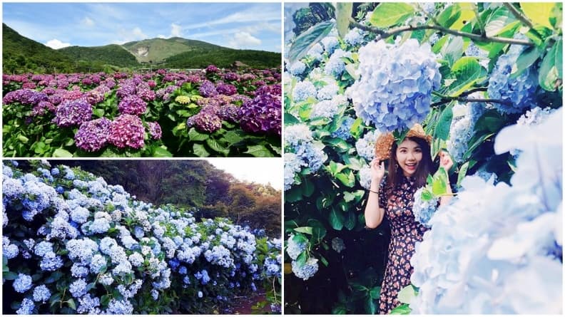 仙氣爆發!5月限定「夢幻繡球花」盛開,藍紫色花牆綻放中