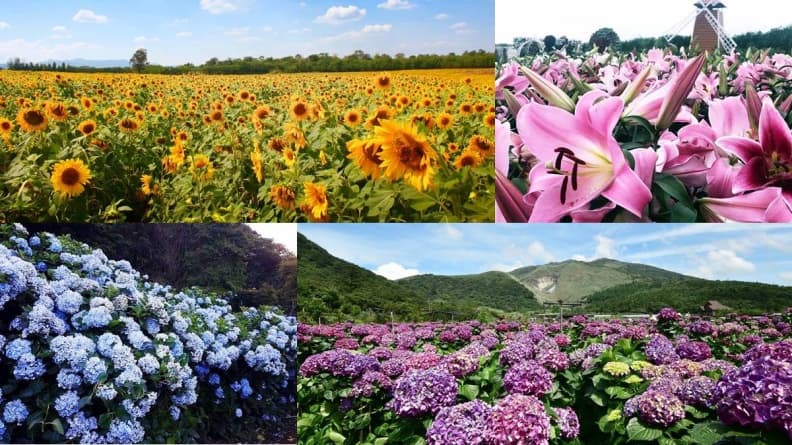 網美集合打卡!初夏「全台10大追花攻略」繡球花、向日葵、百合花海