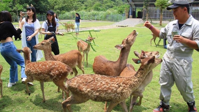 日期確定了!超人氣台版奈良「斑比山丘」地址曝光,6月開放入園