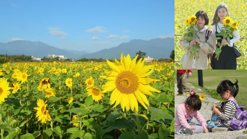 3萬株向日葵免費採!全台最靠近海邊「向日葵花海」一日限定活動