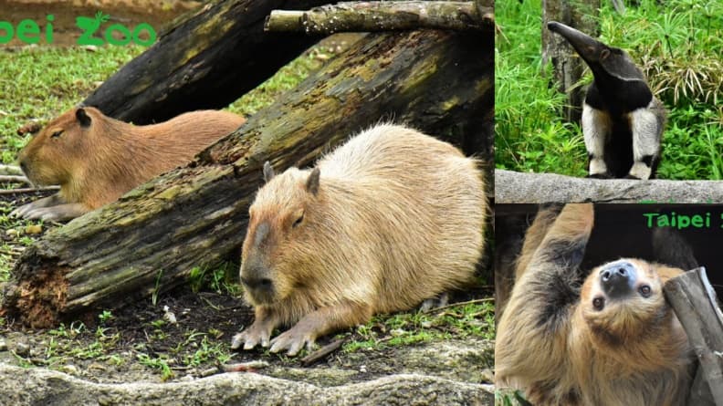 萌萌水豚君、樹懶來了!木柵動物園「熱帶雨林館」久等13年終於開幕