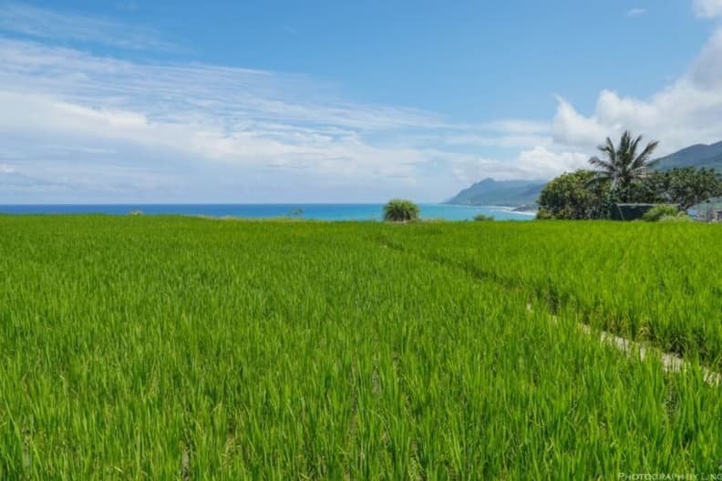 新社海梯田