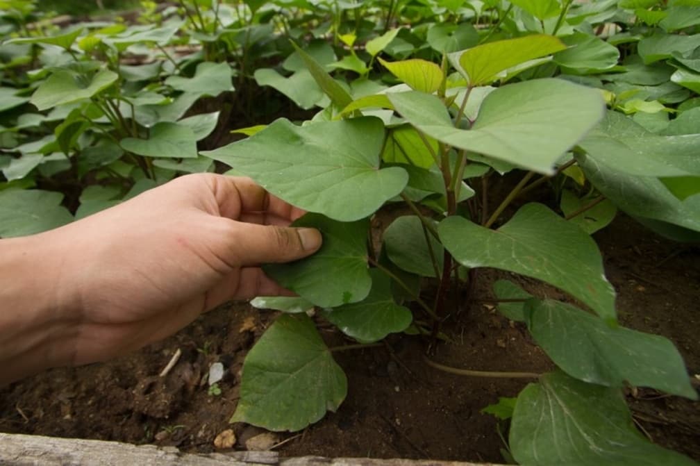 陽台就是菜園!5款「常備蔬菜」居家種植撇步,辛香料、高營養葉菜輕鬆收成 陽台就是菜園!5款「常備蔬菜」居家種植撇步,辛香料、高營養葉菜輕鬆收成