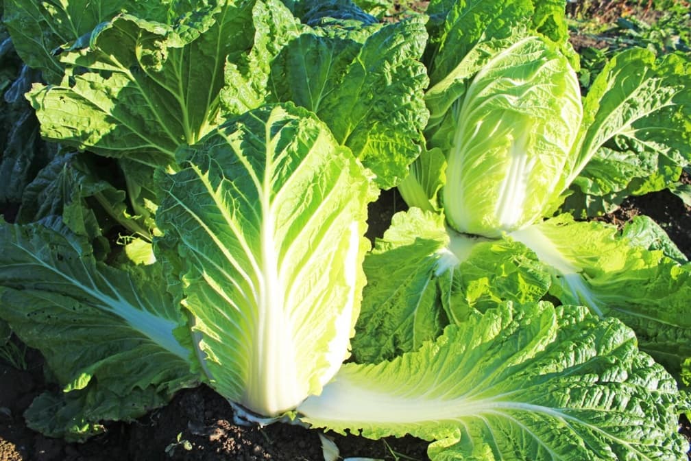 陽台就是菜園!5款「常備蔬菜」居家種植撇步,辛香料、高營養葉菜輕鬆收成 陽台就是菜園!5款「常備蔬菜」居家種植撇步,辛香料、高營養葉菜輕鬆收成