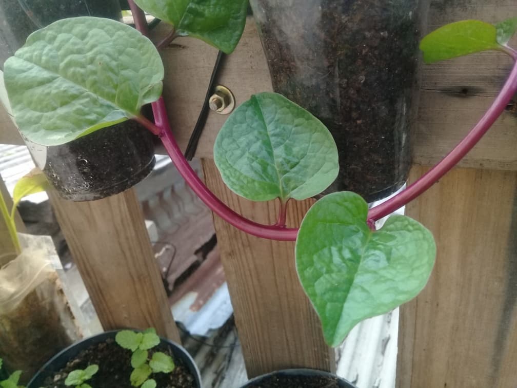 陽台就是菜園!5款「常備蔬菜」居家種植撇步,辛香料、高營養葉菜輕鬆收成 陽台就是菜園!5款「常備蔬菜」居家種植撇步,辛香料、高營養葉菜輕鬆收成
