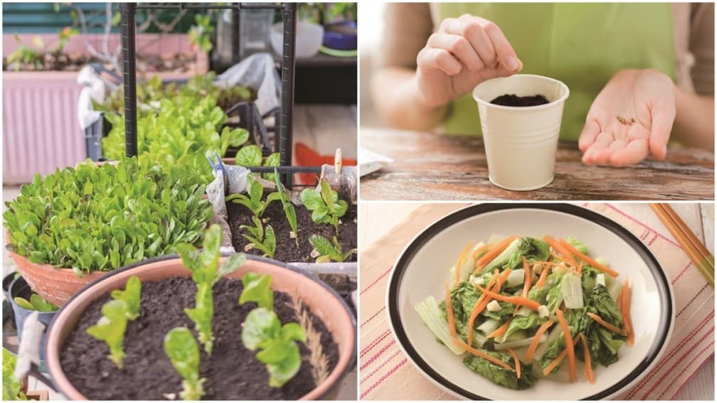 陽台就是菜園!5款「常備蔬菜」居家種植撇步,辛香料、高營養葉菜輕鬆收成
