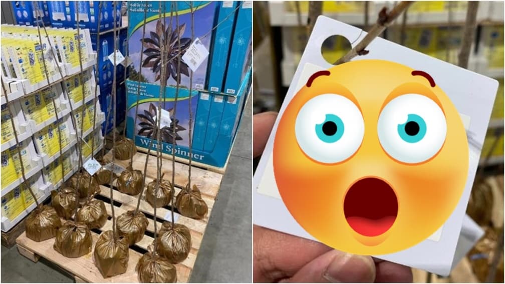 好市多獵奇商品再+1!「直立天線」超吸睛,店員結帳傻眼反問:這是什麼