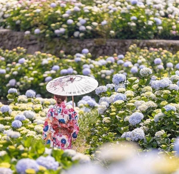 好拍到手痠!IG必追6大「繡球花夯點」:占地8000坪、萬株花海限時免費拍 好拍到手痠!IG必追6大「繡球花夯點」:占地8000坪、萬株花海限時免費拍