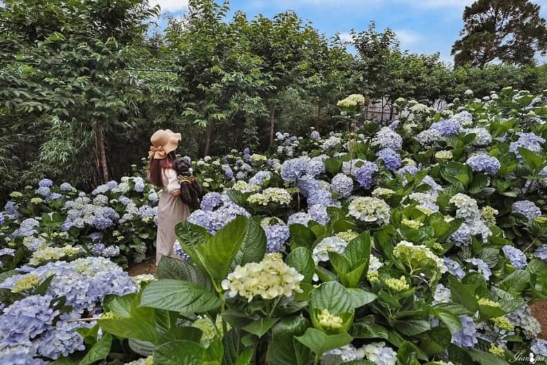 好拍到手痠!IG必追6大「繡球花夯點」:占地8000坪、萬株花海限時免費拍 好拍到手痠!IG必追6大「繡球花夯點」:占地8000坪、萬株花海限時免費拍