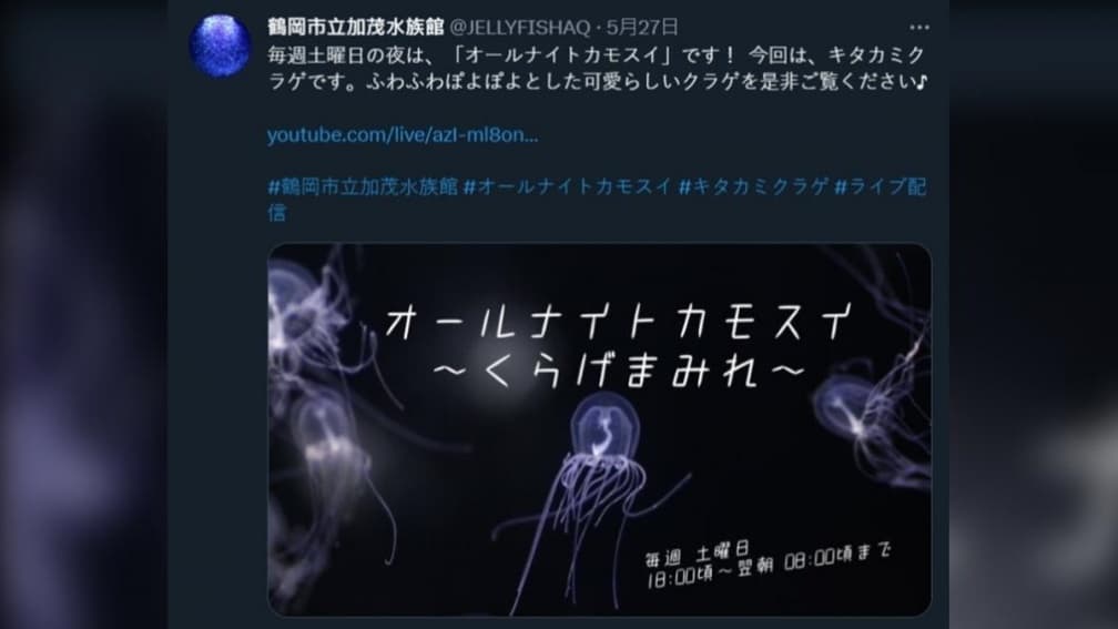 荷包蛋掉進水裡?超萌「荷包蛋水母」暴紅,水族館每週幫牠開直播 荷包蛋掉進水裡?超萌「荷包蛋水母」暴紅,水族館每週幫牠開直播