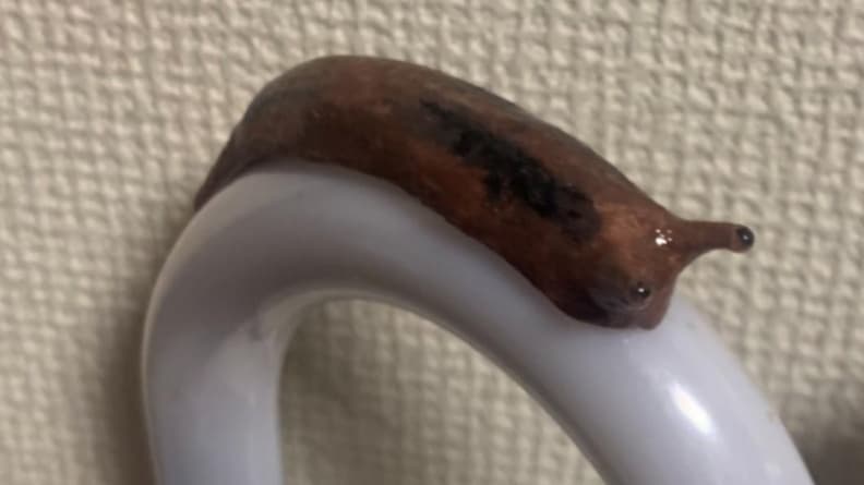 雨傘常被偷好煩!他出奇招放上「防竊神器」,2.3萬人按讚跪求:哪裡買 雨傘常被偷好煩!他出奇招放上「防竊神器」,2.3萬人按讚跪求:哪裡買
