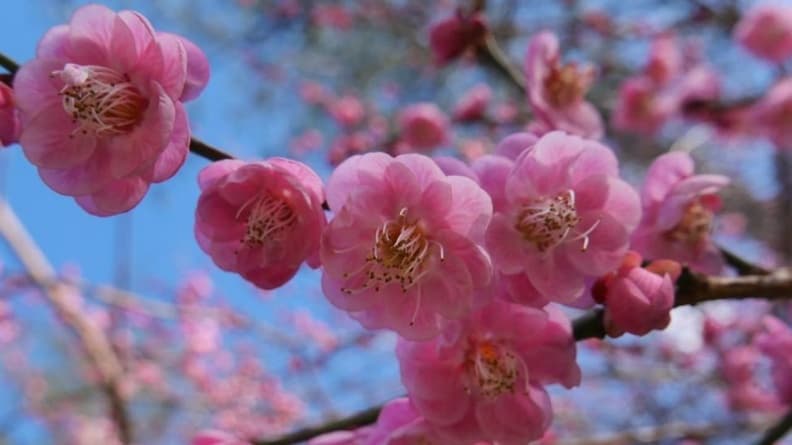 愈冷愈開花!網友最愛全台5大賞梅景點,台中「梅花森林」走花海隧道