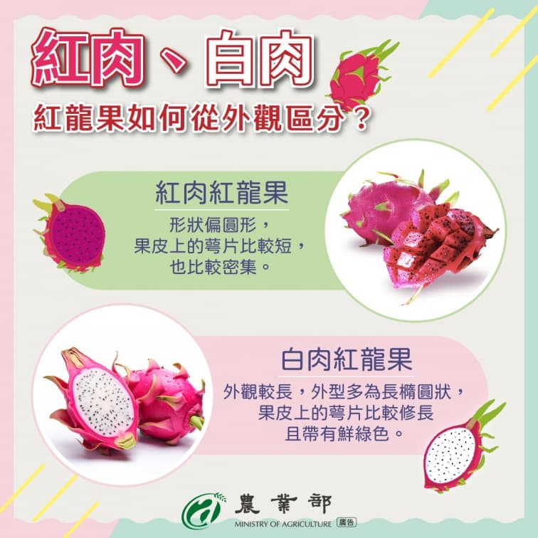 火龍果紅肉、白肉哪種好?1圖秒懂外觀差異,加碼曝食用禁忌、營養功效 火龍果紅肉、白肉哪種好?1圖秒懂外觀差異,加碼曝食用禁忌、營養功效